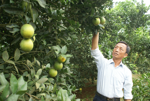 Gia đình ông Phạm Hồng Ngân, khu 7, thị trấn Cao Phong là một trong những hộ gia đình có doanh thu tiền tỷ từ trồng cam.