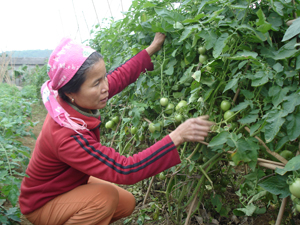 Được hỗ trợ phát triển sản xuất, nông dân xã Nhuận Trạch (Lương Sơn) trồng các loại cây rau, quả an toàn, nâng cao năng suất lao động. 

 
