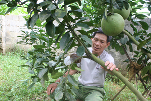 Gia đình ông Bùi Văn Nhơn, xóm Chiềng Đông, xã Thanh Hối (Tân Lạc) trồng bưởi cho hiệu quả cao. 
 
