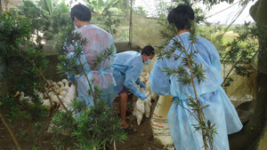 Thực hiện biện pháp tiêu hủy đối với đàn gia cầm nhiễm cúm A/H5N1 tại khu Đội 10, xóm Đồng Chanh.

