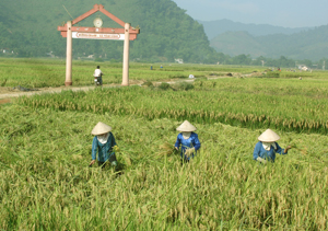 Nông dân xã Vĩnh Đồng (Kim Bôi) khẩn trương thu hoạch diện tích lúa mùa chính vụ, năng suất bình quân đạt trên 51 tạ/ha.

