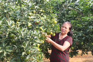 Gia đình bà Nguyễn Thị Thanh, khu 1, thị trấn Cao Phong (Cao Phong) trồng 6.000 m2  cam lòng vàng, cam canh. Hiện nay, cam lòng vàng đang thu hoạch, ước thu về khoảng 400 triệu đồng.
