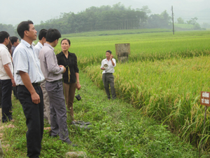 Giống tẻ Thái được nhóm sản xuất giống xã Đông Bắc (Kim Bôi) đưa vào nghiên cứu được ưa chuộng trên thị trường cung ứng giống của tỉnh.
