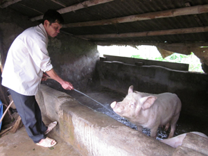 Nhờ được tập huấn, chuyển giao kỹ thuật, hộ chăn nuôi lợn xã Cao Sơn (Đà Bắc) nâng cao thu nhập, cải thiện đời sống.

