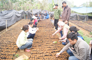 BQLDA tỉnh và huyện Lạc Sơn hướng dẫn nông dân vùng dự án gieo ươm cây giống tại vườn ươm xã Văn Nghĩa.