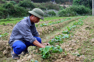 Nông dân xã Vĩnh Tiến (Kim Bôi) trồng rau đông đảm bảo khung thời vụ. Theo kế hoạch, toàn xã sẽ trồng khoảng 60 ha cây vụ đông, trong đó, diện tích rau, đậu thực phẩm là 25 ha.