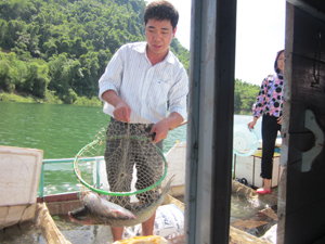 Một số loài thủy sản có giá trị  kinh tế cao đang được hộ dân xã Hiền Lương (Đà Bắc) đưa vào nuôi lồng.