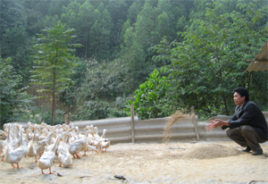 Anh Trịnh Văn Yên ở khu 2, thị trấn Kỳ Sơn làm trang trại thu nhập 1 tỷ đồng/năm tạo việc làm cho 30 lao động thường xuyên.
