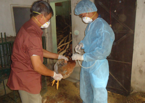 Từ nguồn hỗ trợ của tỉnh, triển khai tiêm vắc xin phòng cúm A/H5N1 tại các xã vùng dịch trọng điểm huyện Lương Sơn.