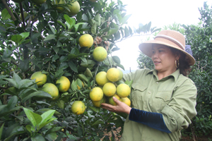 Chị Hoàng Thị Lư ở khu 5, thị trấn Cao Phong mạnh dạn đầu tư trồng cam cho thu nhập hơn 1 tỷ đồng/năm.