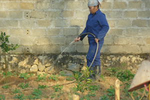 Từ vốn vay ưu đãi của NHCSXH, nông dân xã Ngọc Lương (Yên Thuỷ) đầu tư vào trồng màu đem lại hiệu quả kinh tế, ổn định đời sống.