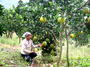 Bà con xóm Nà Chiếu, xã Cao Sơn (Đà Bắc) chuyển vườn tạp sang trồng cây ăn quả cho hiệu quả kinh tế cao.