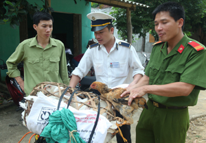 Lực lượng kiểm tra liên ngành tại chốt kiểm dịch huyện Mai Châu kiểm dịch gia cầm vận chuyển ra, vào địa bàn.
