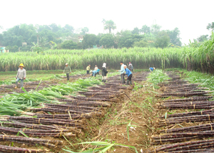 Nông dân xóm Cài, xã Vũ Lâm (Lạc Sơn) thu hoạch mía làm hàng hoá nâng cao nguồn thu nhập.