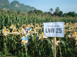 Nhân dân xã Khoan Dụ tích cực chuyển đổi cơ cấu cây trồng, áp dụng tiến bộ KH-KT vào sản xuất. Trong ảnh: Nhân dân xóm Hoàng Đồng trồng giống ngô LVN 25 cho năng suất cao.