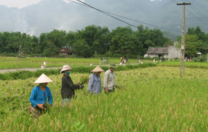 Đến nay, huyện Tân Lạc đã thu hoạch trên 50% diện tích lúa mùa, năng suất bình quân đạt trên 50 tạ/ha (Ảnh: thu hoạch lúa trên địa bàn xã Địch Giáo, Tân Lạc)

