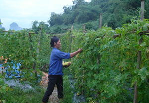 Năm 2014, nhân dân xóm Mới, xã Văn Nghĩa (Lạc Sơn) mở rộng diện tích trồng mướp đắng lấy hạt lên 12 ha.

