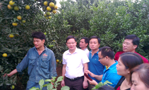 CB, PV các Báo Đảng đến thăm quan tìm hiểu thực tế tại mô hình trồng cam của gia đình anh Lê Văn Mạnh ở Đội Thu Phong, thị trấn Cao Phong (Cao Phong).