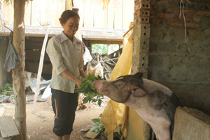 Phụ nữ xóm Lục, xã Yên Nghiệp (Lạc Sơn) phát triển chăn nuôi, tăng thu nhập cho gia đình. 

