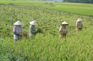 Vụ mùa năm nay, “vựa lúa” Kim Bôi tiếp tục thắng lớn với năng suất bình quân đạt trên 52 tạ/ha, cao hơn mức bình quân của tỉnh. Ảnh: Thu hoạch lúa trên địa bàn xã Đông Bắc.
