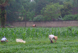 Hội viên PN  xã Hữu Lợi (Yên Thủy) tích cực lao động  sản xuất, chuyển đổi cơ cấu cây trồng, mùa vụ, từng bước mang lại hiệu quả kinh tế cao.