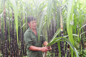 Anh Bùi Văn Đệm, xóm Bảm, xã Tây Phong chăm sóc vườn mía sắp tới kỳ thu hoạch.