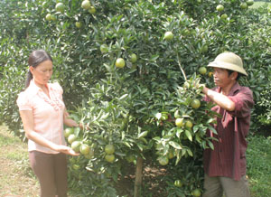Gia đình anh Cao Xuân Quân, xóm Nam Thành, xã Nam Phong (Cao Phong) chăm sóc vườn cam đang đến vụ thu hoạch.