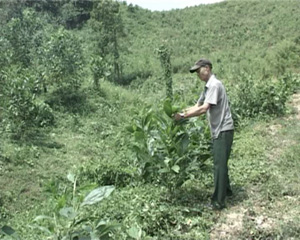 Ông Bùi Thanh Chìn chăm sóc những cây keo mới trồng tại trang trại của gia mình.