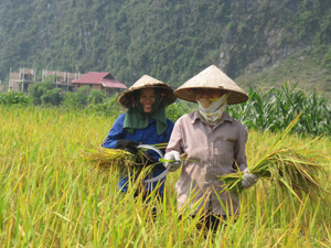 Nông dân xã Nam Thượng (Kim Bôi) thu hoạch diện tích lúa trà sớm.