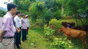Hội Nông dân huyện Lạc Thủy tìm hiểu mô hình chăn nuôi bò sinh sản của gia đình chị  Bùi Thị Nương ở xóm Vỏ, xã Liên Hòa.