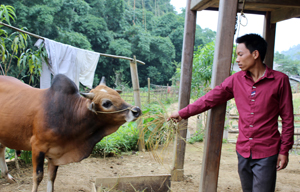 Hộ mới thoát nghèo xóm Mý, xã Bắc Sơn (Tân Lạc) được vay vốn ưu đãi 30 triệu đồng đầu tư mua bò phát triển sản xuất.