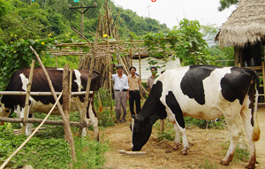 Nông dân xã Tân Vinh (Lương Sơn) đầu tư chăn nuôi bò sữa theo mô hình liên kết “4 nhà” mang lại hiệu quả kinh tế vượt trội.