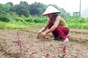 Ngay sau khi nước rút, gia đình chị Hoàng Thị Bích Thùy, xóm Gừa, xã Cư Yên (Lương Sơn) đã khẩn trương làm đất để chuẩn bị xuống giống gieo trồng các loại rau vụ đông.