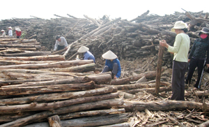 Các dự án chế biến gỗ rừng trồng, sản xuất gỗ ván MDF sẽ được hưởng chính sách hỗ trợ đặc thù. ảnh: Dự án sản xuất gỗ ván MDF của Công ty TNHH MDF Vinafor - Tân An Hòa Bình tạo việc làm ổn định cho hàng chục người dân xã Lạc Thịnh (Yên Thủy).