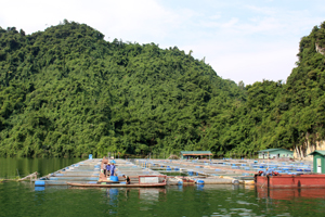 Doanh nghiệp và nông dân xã Thung Nai (Cao Phong) phát triển vùng nuôi cá lồng trên hồ Hòa Bình.