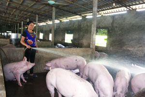 Với ý chí, nghị lực không cam chịu thất bại, chị Quách Thị Thuỷ, xóm Ba Cầu, xã Ngọc Lương (Yên Thủy) đã thành công với mô hình chăn nuôi lợn, đem lại thu nhập bình quân trên 1 tỷ đồng/năm.

