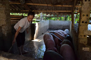 Hội viên NCT Bùi Thị Sựn, chi hội Bả, xã Địch Giáo (Tân Lạc) 

phát triển mô hình nuôi lợn mang lại thu nhập cao.

