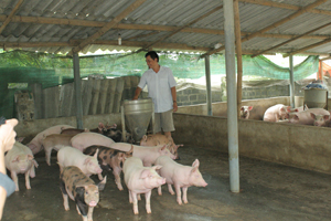 Gia đình  anh Bùi Văn Phú,  xóm Luống,  xã Thượng Cốc  (Lạc Sơn) mỗi năm xuất chuồng 500 con lợn thịt, doanh thu trên 1 tỉ đông.