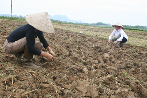 Nông dân xóm Gừa, xã Cư Yên (Lương Sơn) làm đất trồng ngô vụ đông năm 2015.