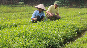 Ông Nguyễn Đức Xưởng, chủ nhiệm HTX nông sản hữu cơ xóm Mòng cùng thành viên chăm sóc vườn rau muống.