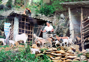Người dân xóm Dưng, xã Hiền Lương (Đà Bắc) tích cực phát triển  nuôi dê cho hiệu quả kinh tế cao.