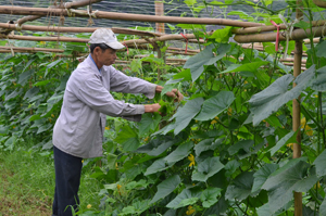 Theo kế hoạch, vụ đông năm nay toàn tỉnh phấn đấu gieo trồng 2.830 ha rau đậu các loại (ảnh: Nông dân xã Mỵ Hòa (Kim Bôi) chăm sóc diện tích rau đậu vụ đông).

                         
