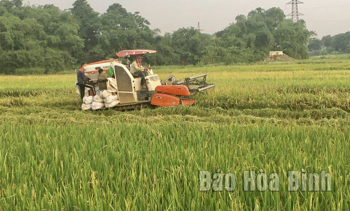 Nông dân huyện Lạc Thủy tăng hiệu quả sản xuất từ dồn điền, đổi thửa