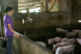 Gia đình ông Ngô Văn Dũng, xóm Bình Lý, xã Tu Lý chăn nuôi lợn mang lại hiệu quả kinh tế cao cải thiện cuộc sống.