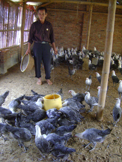 Nông dân xóm Rị, xã Phú Thành, huyện Lạc Thủy đầu tư chăn nuôi gà Ai Cập cho hiệu quả kinh tế cao
