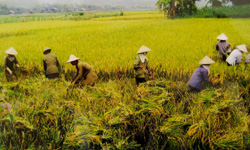 Nông dân xã  Nhuận Trạch, Lương Sơn thu hoạch lúa mùa, năng suất ước đạt 52 tạ/hạ