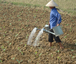 Nhân dân xã Xuất Hóa chăm sóc cây rau màu vụ đông