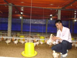 Anh Nguyễn Văn Tại nâng niu những chú gà được chăm sóc, nuôi dưỡng trong môi trường tốt