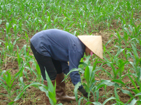 Xã Nà Phòn mở rộng diện tích trồng ngô lai cho năng suất cao.