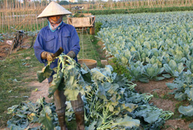 Huyện Kim Bôi có nhiều cánh đồng đem lại hiệu quả kinh tế cao.